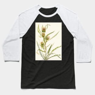 White thistle - Botanical Illustration Baseball T-Shirt